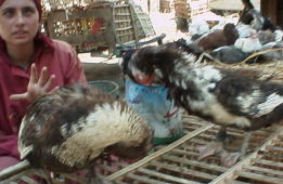 ＜写真＞カイロの市場で鴨を売っていた現地のお姉さん＜写真＞