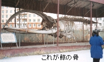 （写真）博物館前の鯨の骨。20mくらいあっただろうか（写真）