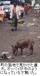 （写真）ヤンゴン市内の路地裏にいた犬。オッパイが牛のようにたくさん垂れ下がっている（写真）