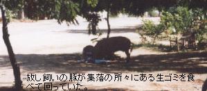 （写真）パガンの農村地帯では、豚が放し飼いにされ、民家のそばで生ゴミを食べている（写真）