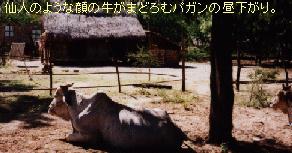 （写真）木陰で仙人のような顔つきの牛が昼寝をしている（写真）