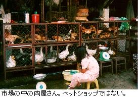 （写真）市場の肉屋さんに、生きたままのガチョウや鶏が売られている（写真）