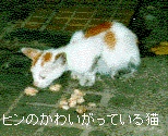 （写真）ヒンのかわいがっている子猫が、市場の通路で食事中（写真）